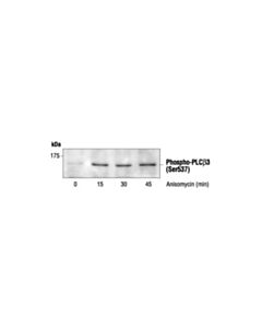 Cell Signaling Phospho-Plcbeta3 (Ser537) Antibody