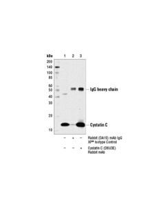 Cell Signaling Cystatin C (D6u3e) Rabbit mAb
