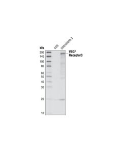 Cell Signaling Vegf Receptor 3 Antibody