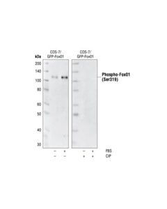 Cell Signaling Phospho-Foxo1 (Ser319) Antibody