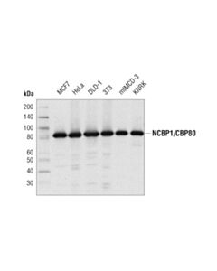 Cell Signaling Ncbp1/Cbp80 (D7z2z) Rabbit mAb