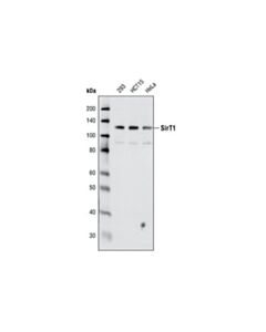 Cell Signaling Sirt1 (C14h4) Rabbit mAb