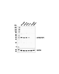 Cell Signaling Aifm2/Fsp1 Antibody