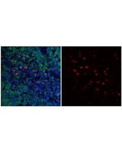 Cell Signaling Klrb1c/Cd161c (E6y9g) Rabbit mAb (Alexa Fluor 647 Conjugate)