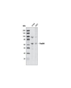 Cell Signaling Foxo4 (55d4) Rabbit mAb