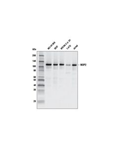 Cell Signaling Nop2 (G754) Antibody