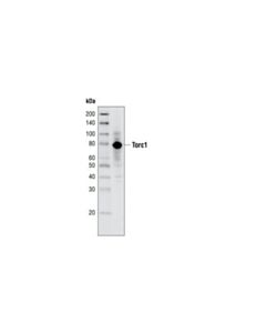 Cell Signaling Torc1/Crtc1 Antibody
