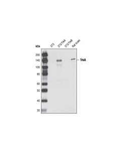 Cell Signaling Trka Antibody