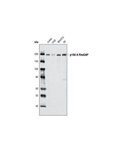 Cell Signaling P190-A Rhogap Antibody