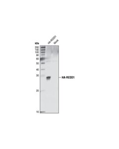 Cell Signaling Redd1 Antibody
