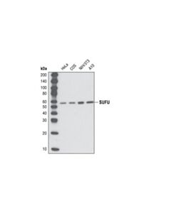 Cell Signaling Sufu (C54g2) Rabbit mAb