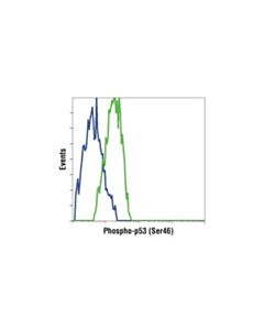 Cell Signaling Phospho-P53 (Ser46) Antibody