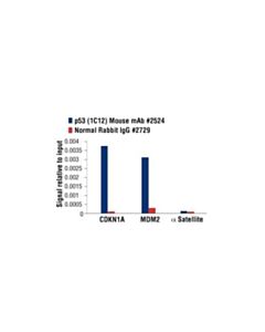 Cell Signaling P53 (1c12) Mouse mAb