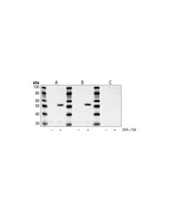 Cell Signaling Acetyl-P53 (Lys382) Antibody