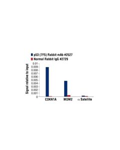 Cell Signaling P53 (7f5) Rabbit mAb