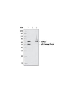 Cell Signaling Ampkalpha Antibody