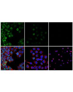 Cell Signaling ID1 (F2M1J) Rabbit mAb (IF/Flow Formulated)