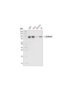 Cell Signaling Beta-Catenin (D10a8) Xp Rabbit mAb (Hrp Conjugate)