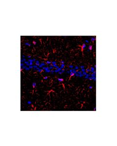 Cell Signaling Goat Anti-Rabbit IgG, Fc Fragment Antibody (Alexa Fluor® 555 Conjugate); 500 µg