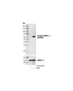 Cell Signaling Phospho-Ampkalpha1 (Ser485) (45f5) Rabbit mAb