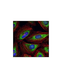 Cell Signaling Eif3a Antibody