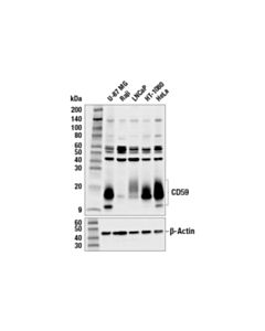 Cell Signaling Cd59 (E7f7g) Rabbit mAb