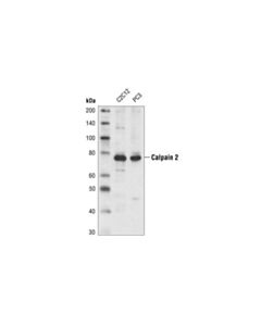 Cell Signaling Calpain 2 Large Subunit (M-Type) Antibody