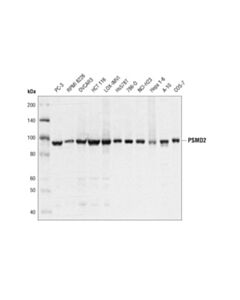 Cell Signaling Psmd2 (D6w7g) Rabbit mAb