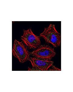 Cell Signaling Edc4/Ge-1 Antibody