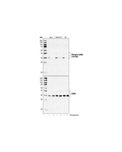 Cell Signaling Phospho-Cdk9 (Thr186) Antibody