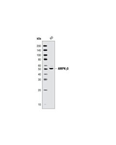 Cell Signaling AMPKgamma3 Antibody