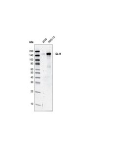 Cell Signaling Gli1 Antibody