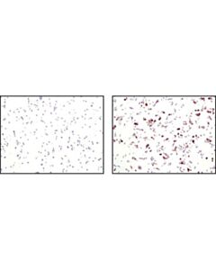 Cell Signaling Gfp Antibody