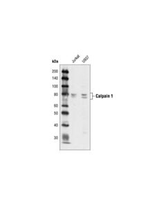 Cell Signaling Calpain 1 Large Subunit (Mu-Type) Antibody