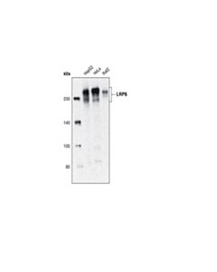 Cell Signaling Lrp6 (C5c7) Rabbit mAb