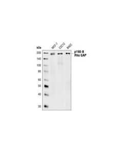 Cell Signaling P190-B Rhogap Antibody