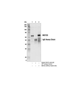Cell Signaling Mef2d (E9r5j) Rabbit mAb