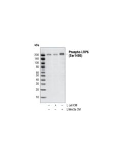 Cell Signaling Phospho-Lrp6 (Ser1490) Antibody