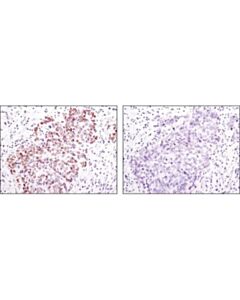 Cell Signaling Acetyl-Histone H2b (Lys5) Antibody