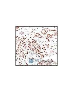 Cell Signaling Histone H2a Antibody Ii