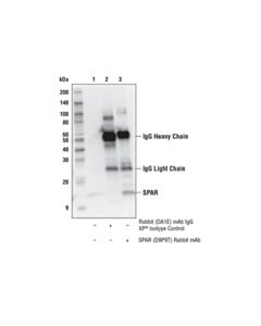 Cell Signaling Spar (D9p9t) Rabbit mAb
