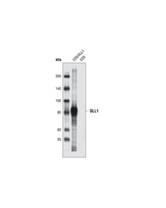 Cell Signaling Dll1 Antibody