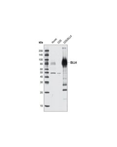 Cell Signaling Dll4 Antibody
