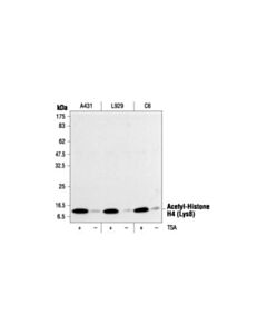 Cell Signaling Acetyl-Histone H4 (Lys8) Antibody