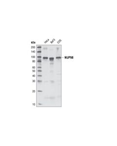 Cell Signaling NUP98 (C37G10) Rabbit mAb 20 uL