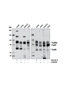 Cell Signaling Phospho-Foxo1 (Thr24)/Foxo3a (Thr32)/Foxo4 (Thr28) (4g6) Rabbit mAb
