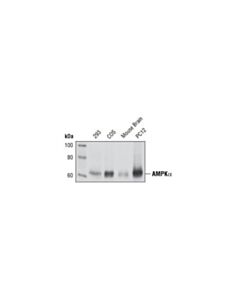 Cell Signaling Ampkalpha (23a3) Rabbit mAb