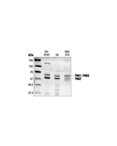 Cell Signaling Pak1/2/3 Antibody