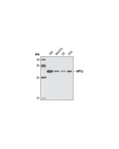 Cell Signaling Hp1beta Antibody