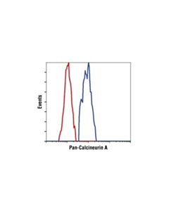 Cell Signaling Pan-Calcineurin A Antibody